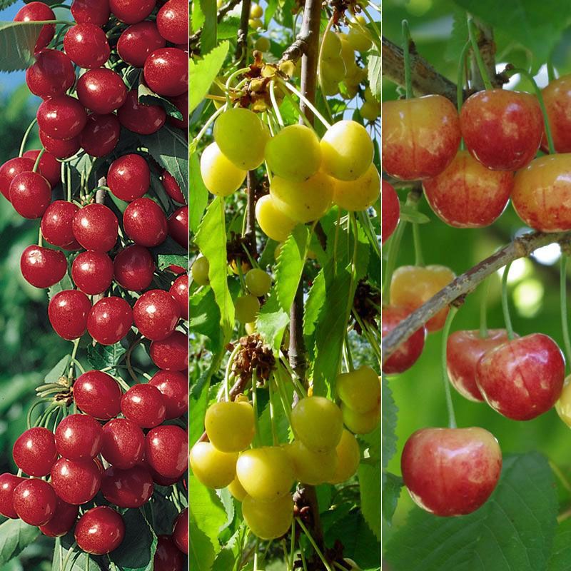 Rainier Cherry Pollination Chart