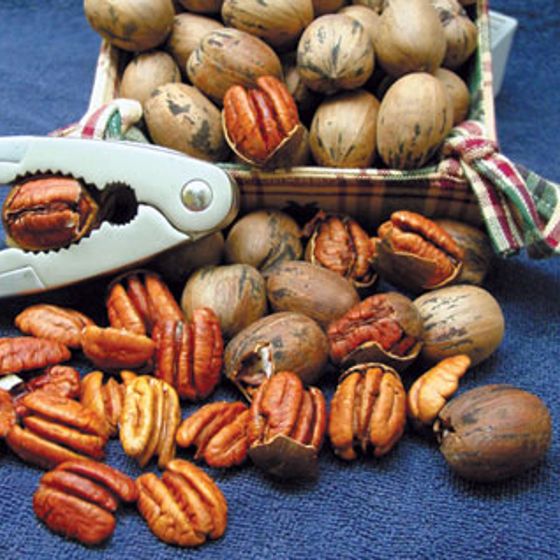 Photo of Starking® Southern Giant Pecan Tree