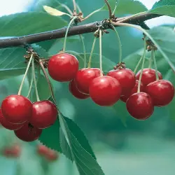 Photo of North Star Sour Cherry Tree