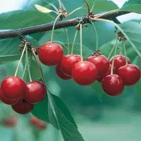 Photo of North Star Sour Cherry Tree