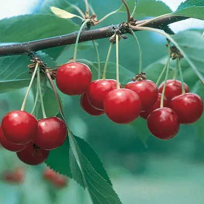 Photo of North Star Sour Cherry Tree