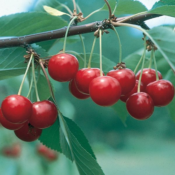 Photo of North Star Sour Cherry Tree
