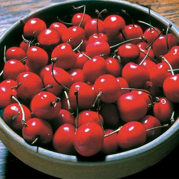 Photo of Surefire™ Sour Cherry Tree