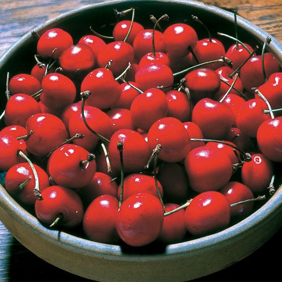 Photo of Surefire™ Sour Cherry Tree
