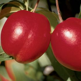 Photo of Stark® Crimson Snow™ Nectarine Tree