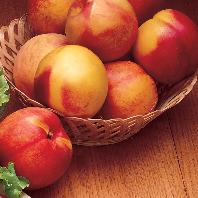Stark Bros. Hardired Nectarine Tree