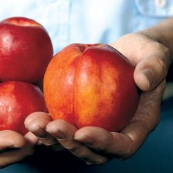 Photo of Royal Giant Nectarine Tree