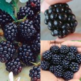 All Summer Long Blackberry Plant Collection