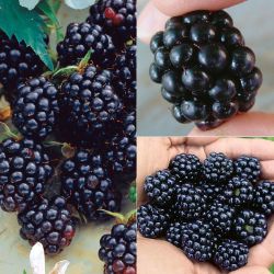 Photo of All Summer Long Blackberry Plant Collection