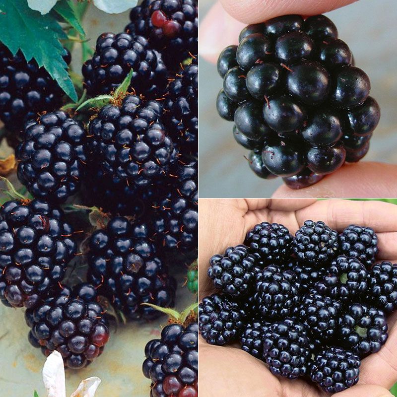 All Summer Long Blackberry Plant Collection - Stark Bro's