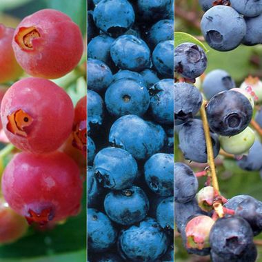 Photo of All Summer Long Blueberry Plant Collection