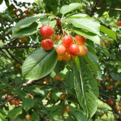 Black Tartarian Cherry Pollination Chart