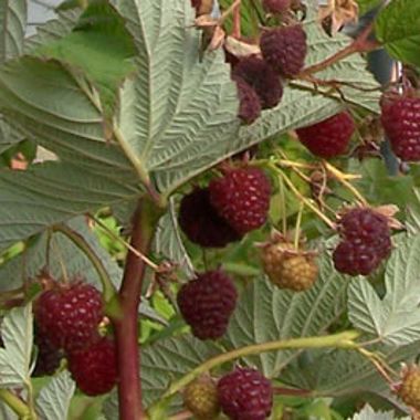 Photo of Crimson Night Raspberry Plant