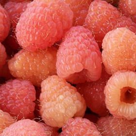 Photo of Double Gold Raspberry Plant