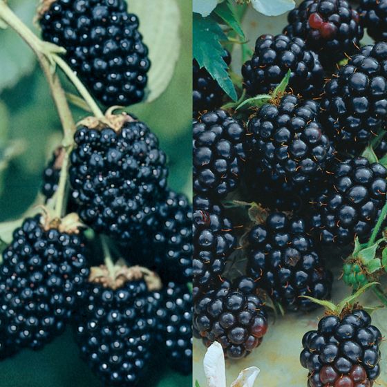 Photo of Southern Blackberry Plant Collection