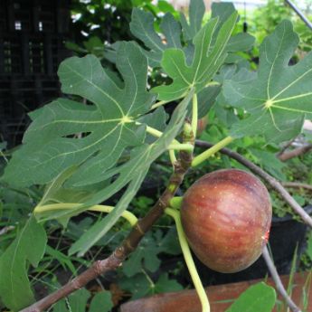 Fig Trees