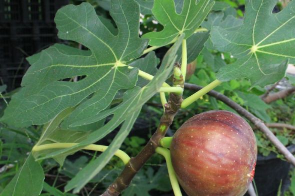 Fig Trees