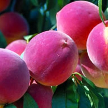 Photo of Reliance Peach Tree