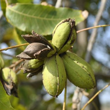 Photo of Colby Pecan Tree