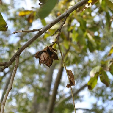 Photo of Stark® Surecrop™ Pecan Tree