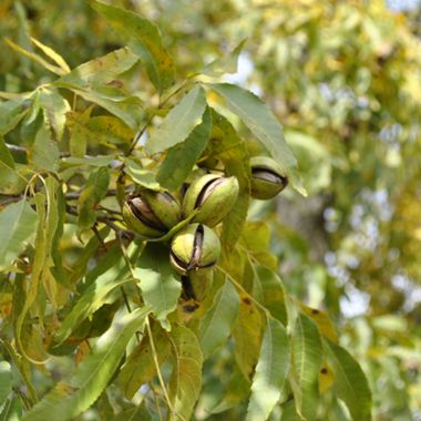 Photo of Pawnee Pecan Tree