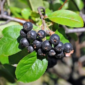 Photo of Nero Aronia Berry Plant