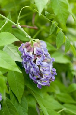 Photo of Amethyst Falls Wisteria