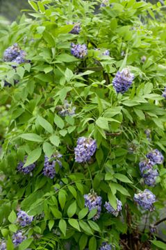 Photo of Amethyst Falls Wisteria