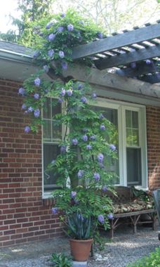 Photo of Amethyst Falls Wisteria