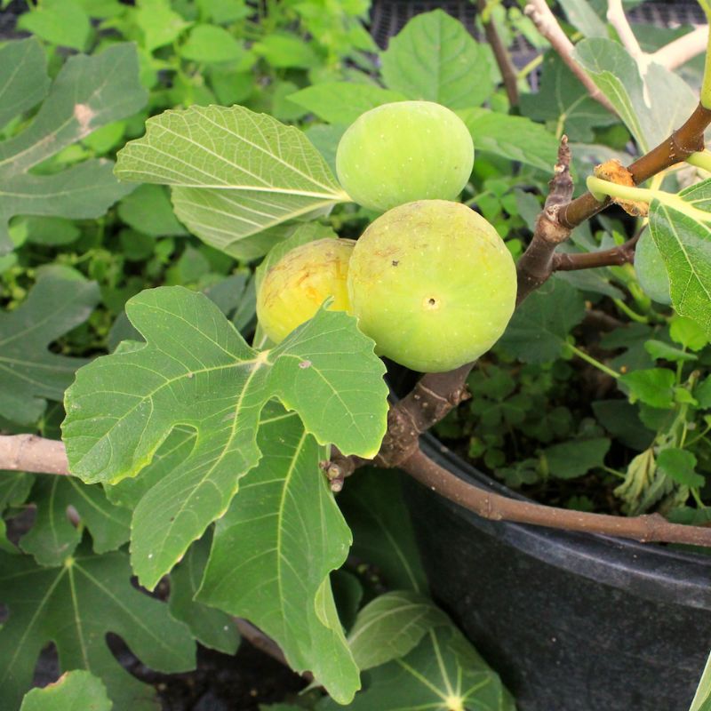 LSU gold fig tree Rooted starting w/ green growth large figs Fig pop 
