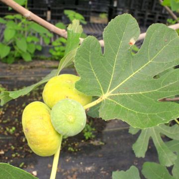 Photo of LSU Gold Fig Tree