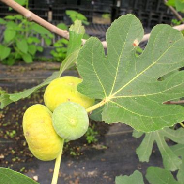 Photo of LSU Gold Fig Tree