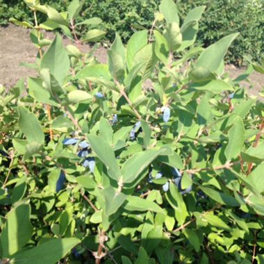 Photo of Polar Jewel Honeyberry Plant