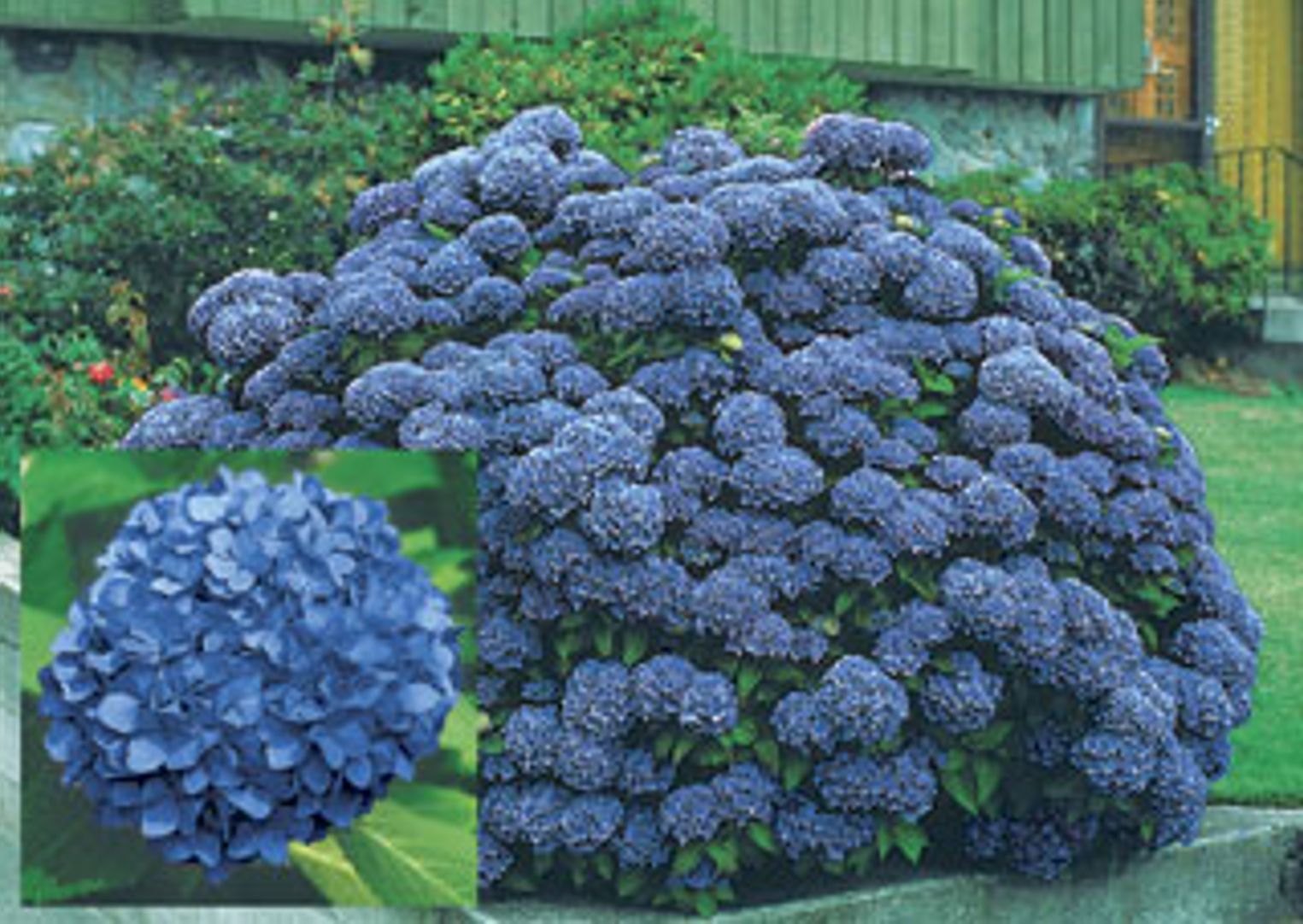 Dooley Blue Hydrangea - Stark Bro's