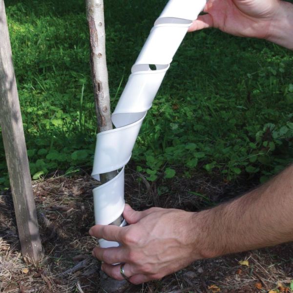 Tree Wrap: What It is, Why to Use It, and How