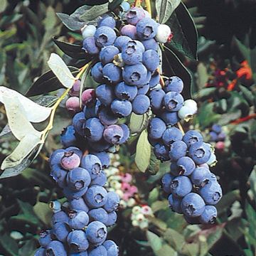 Photo of Elliott Blueberry Plant