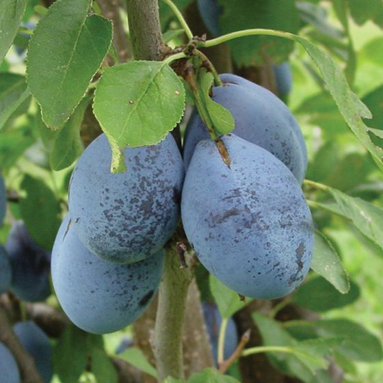 Photo of Stanley Prune-Plum Tree