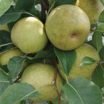 Photo of New Century Asian Pear Tree