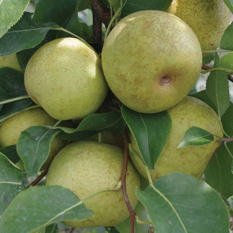 What are some pear tree varieties?