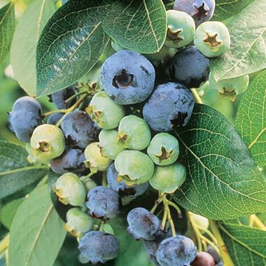 Photo of Chandler Blueberry Plant