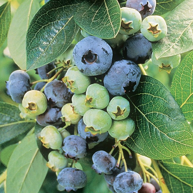 biograf latin meget fint Chandler Blueberry - Blueberry Plants - Stark Bro's