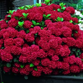 Photo of Glowing Embers Hydrangea