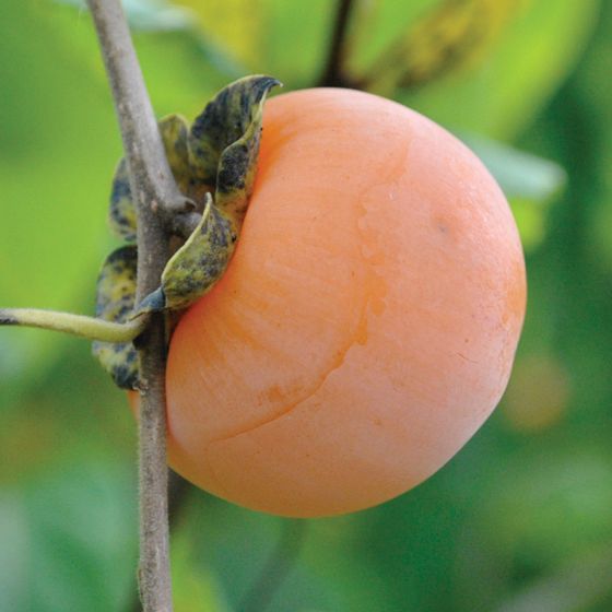 Photo of Yates American Persimmon Tree