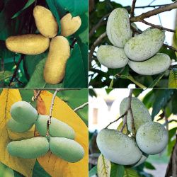 Perfect Pawpaw Tree Collection