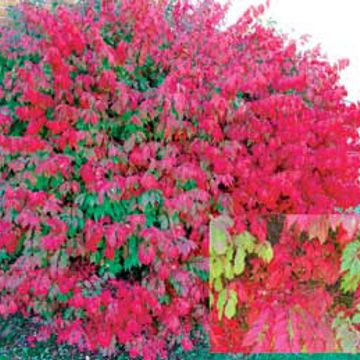 Photo of Dwarf Burning Bush Euonymus Plant