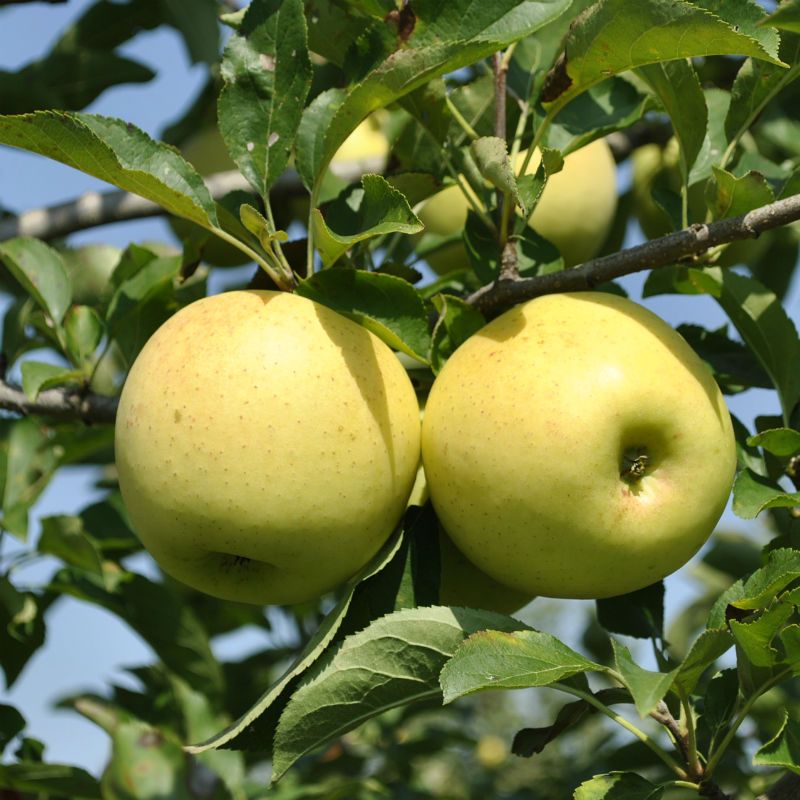 Stark® Golden Delicious Apple Tree A Stark Bro's Exclusive