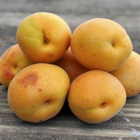 Photo of Stark® SweetHeart™ Apricot Tree