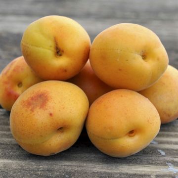 Photo of Stark® SweetHeart™ Apricot Tree