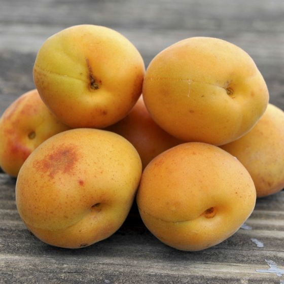 Photo of Stark® SweetHeart™ Apricot Tree