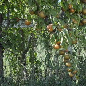 Photo of Starking® Hardy Giant™ Asian Pear Tree